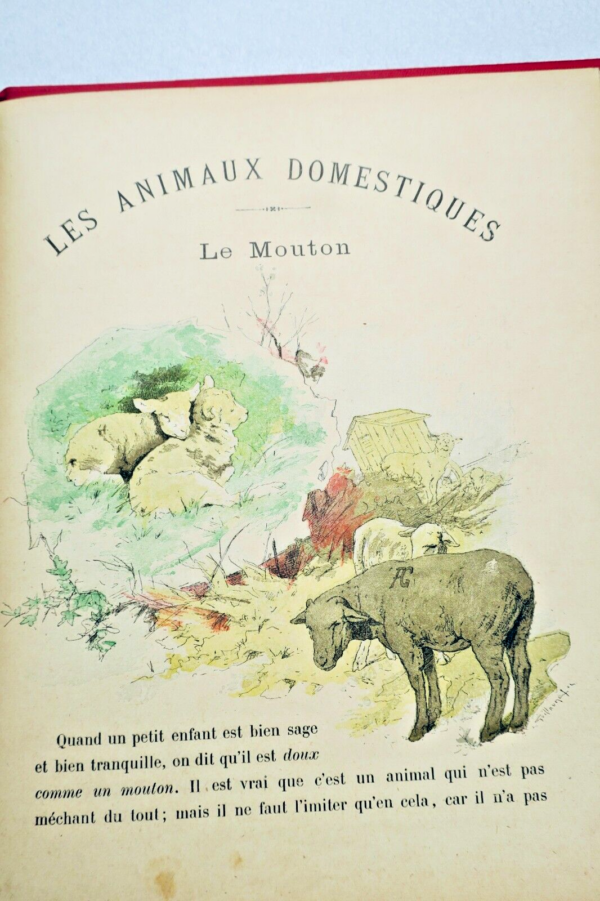 Animaux Domestiques, Librairie D'éducation Nationale 1908 Giraldon – Image 9