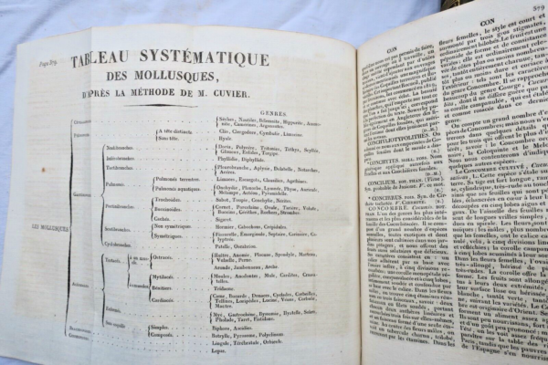 BORY DE SAINT-VINCENT Dictionnaire classique d'histoire naturel – Image 6