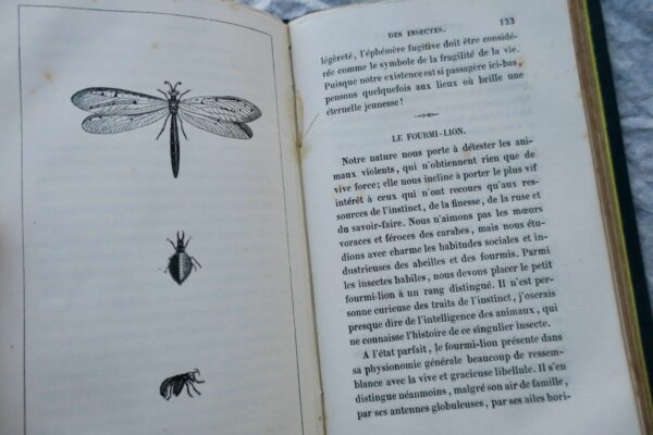 BOURASSE Esquisses entomologiques ou Histoire naturelle des insectes 1853 – Image 4