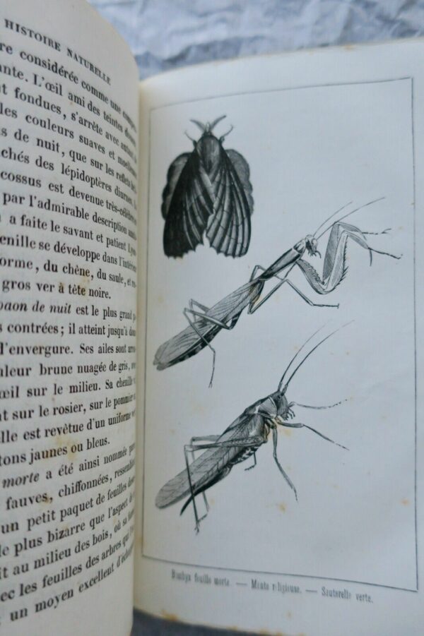 BOURASSE Esquisses entomologiques ou Histoire naturelle des insectes 1853 – Image 5