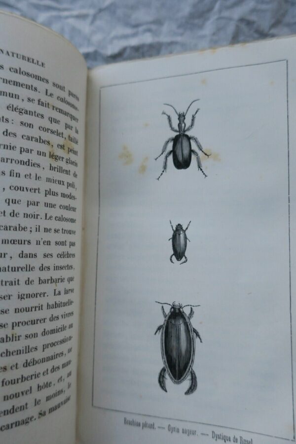 BOURASSE Esquisses entomologiques ou Histoire naturelle des insectes 1853 – Image 6