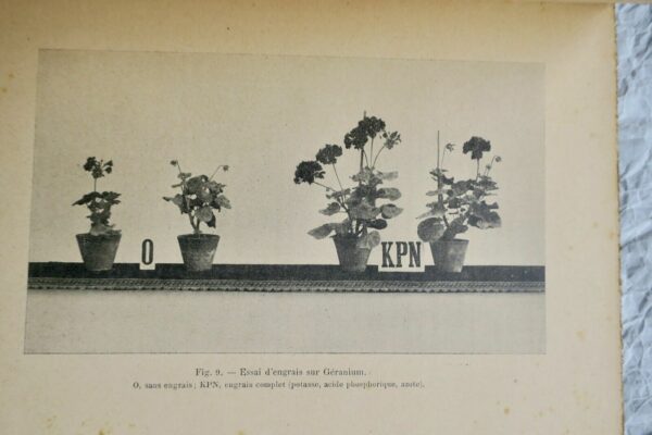 FUMURE RAISONNEE DES FLEURS ET DES PLANTES ORNEMENTALES – Image 3