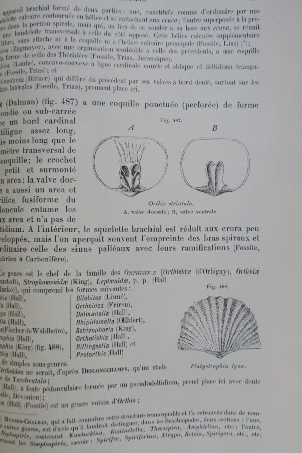 Traité de zoologie concrète. Tome V: Les vermidiens 1897 – Image 4