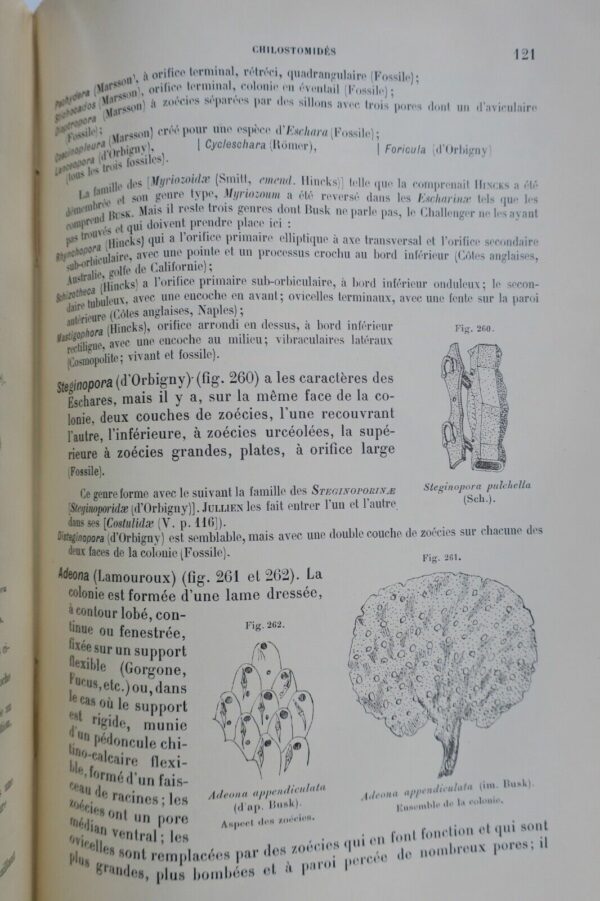 Traité de zoologie concrète. Tome V: Les vermidiens 1897 – Image 7