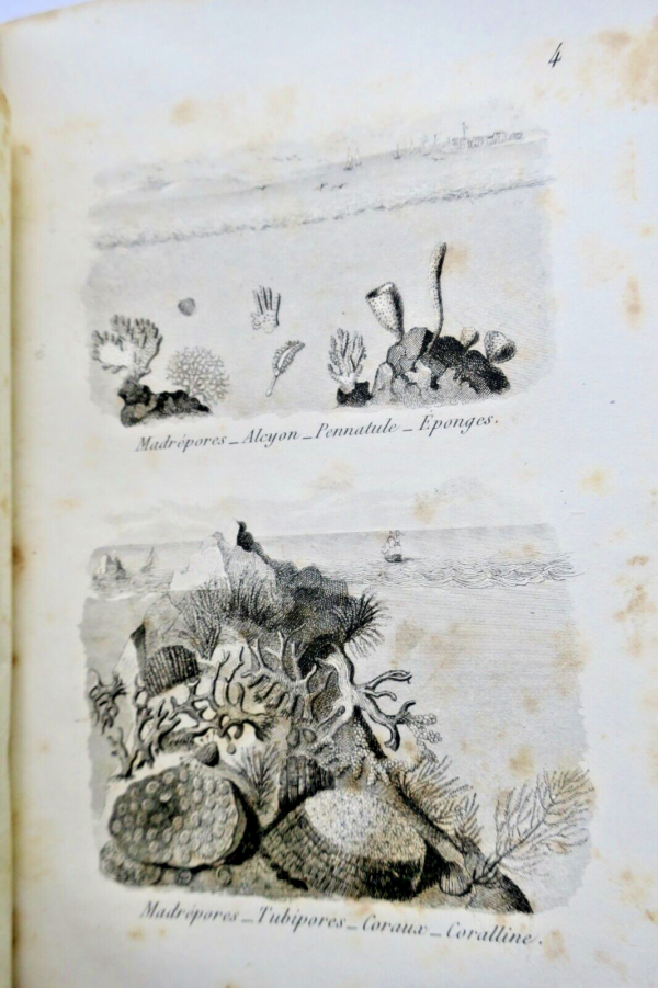 ULLIAC TREMADEURE Les jeunes naturalistes, ou entretiens sur l'histoire 1841 – Image 4