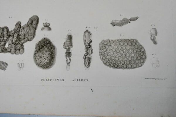 Zoologie zoophytes, ascidies, 71 x 53 cm., Savigny – Image 14