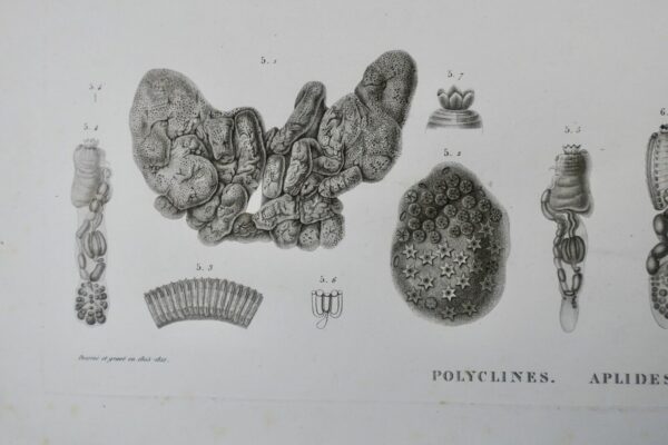 Zoologie zoophytes, ascidies, 71 x 53 cm., Savigny – Image 15