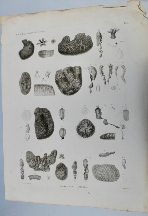 Zoologie zoophytes, ascidies, 71 x 53 cm., Savigny