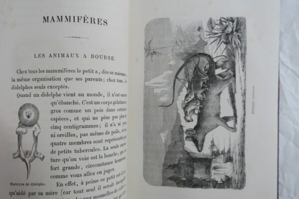 animaux à métamorphoses 1867