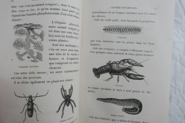 animaux à métamorphoses 1867 – Image 9