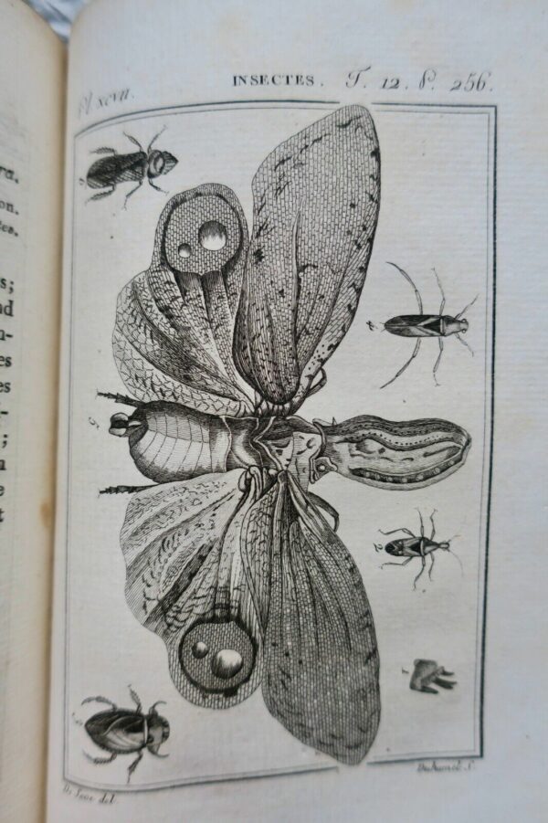 crustacés Histoire Naturelle.. des Crustacés et des insectes 1802 – Image 5