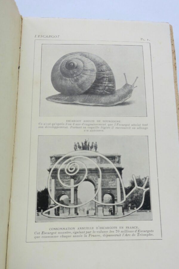 escargot - élevage & parcage lucratifs, préparation... – Image 11