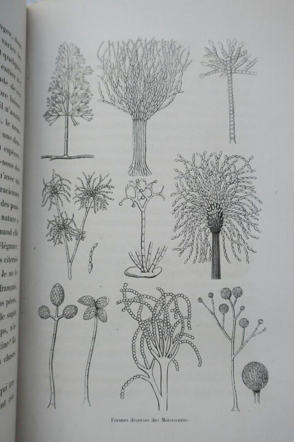 plante  Histoire de la buche - Récits sur la vie des plantes 1867 – Image 6