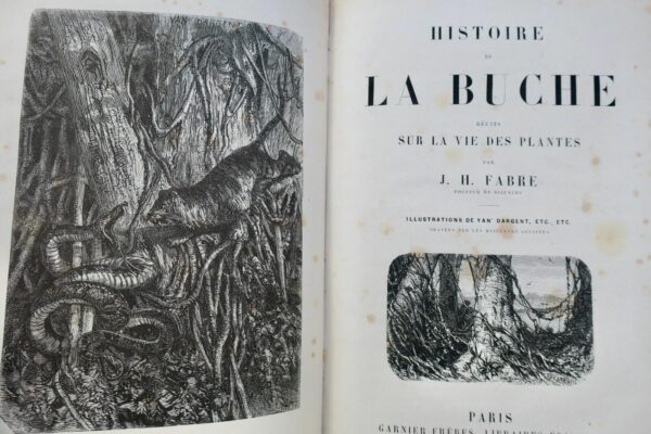 plante  Histoire de la buche - Récits sur la vie des plantes 1867