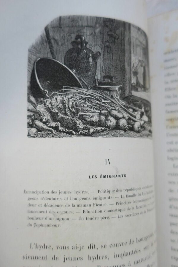 plante  Histoire de la buche - Récits sur la vie des plantes 1867 – Image 9