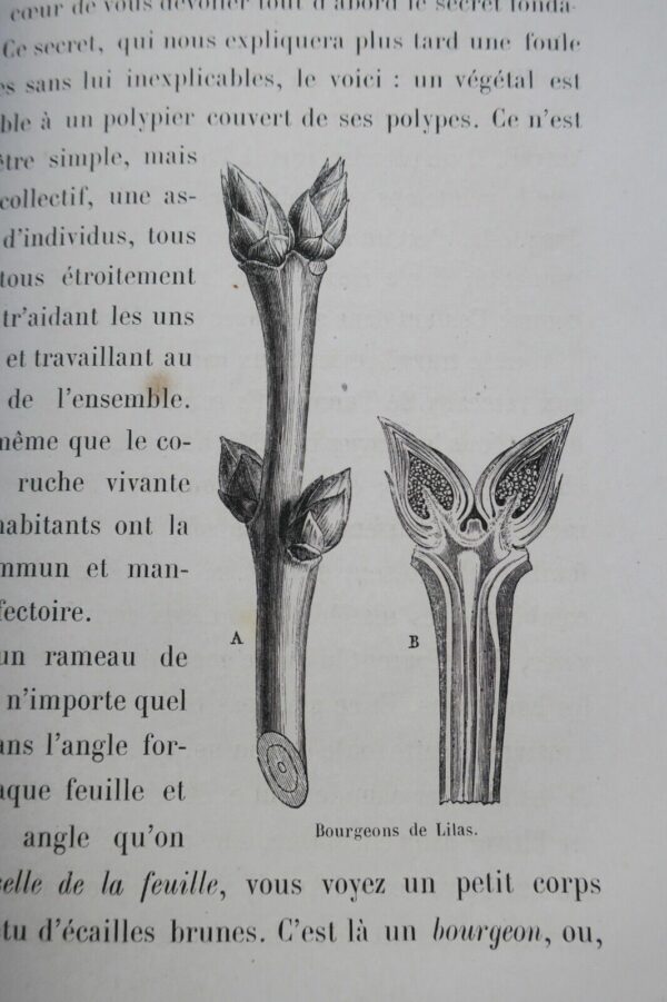 plante  Histoire de la buche - Récits sur la vie des plantes 1867 – Image 10