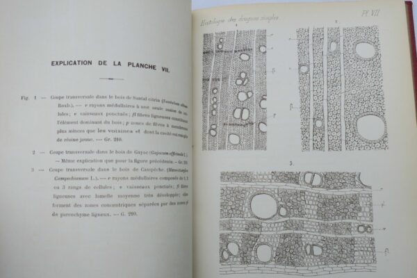 Atlas Manuel de L'Histologie des drogues simples 1887 – Image 6