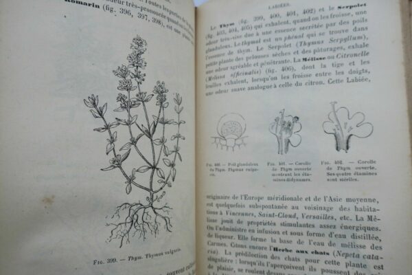 BOTANIQUE ORGANOGRAPHIE ET FAMILLE NATURELLES 1883 – Image 7