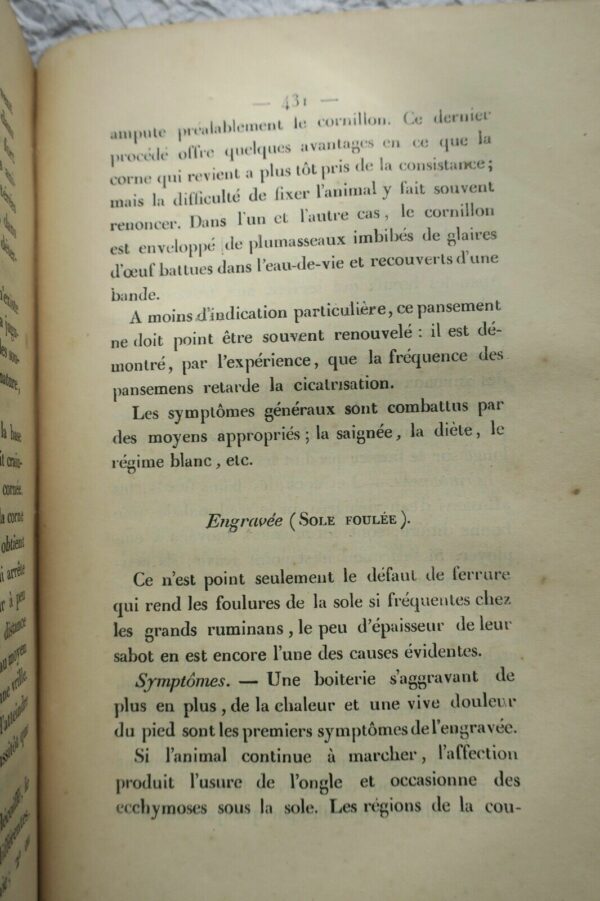 Vache LAFORE Traité des Maladies particulières aux grands Ruminants 1841 – Image 4