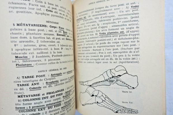 anatomie descriptive et régionale Dupuy de Frenelle – Image 13