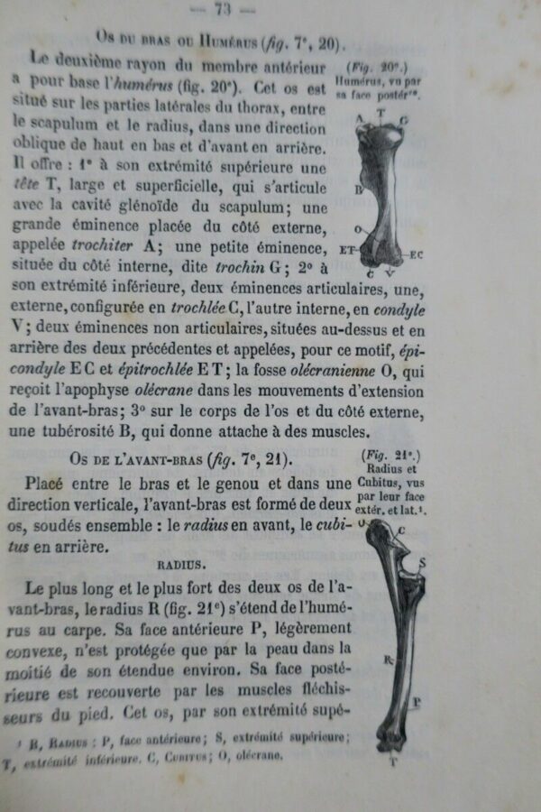 cheval Cours d’hippologie a l’usage de MM. les officiers de l’armée 1885 – Image 4