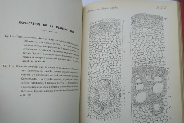 Atlas Manuel de L'Histologie des drogues simples 1887 – Image 4