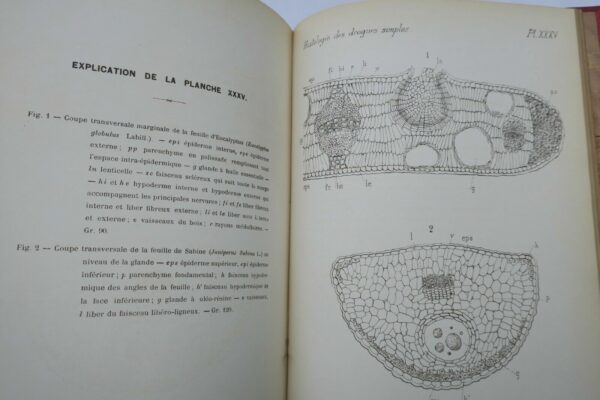 Atlas Manuel de L'Histologie des drogues simples 1887 – Image 8