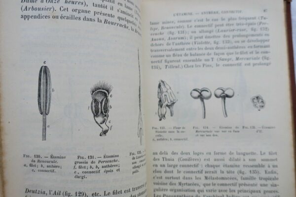 BOTANIQUE ORGANOGRAPHIE ET FAMILLE NATURELLES 1883 – Image 4