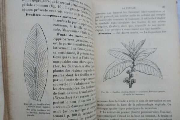 BOTANIQUE ORGANOGRAPHIE ET FAMILLE NATURELLES 1883 – Image 5