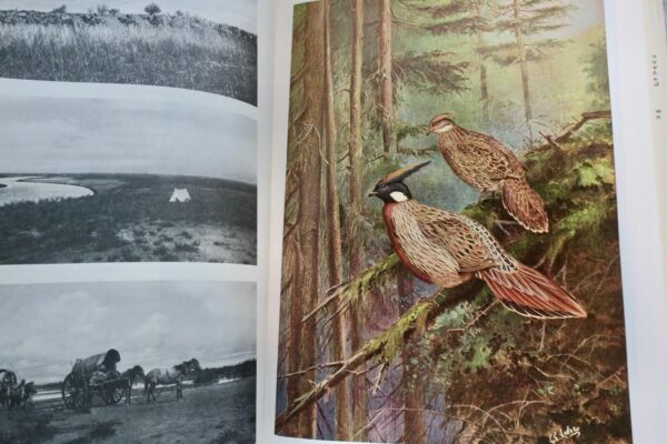 Bird Monograph of the Pheasants Beebe – Image 11