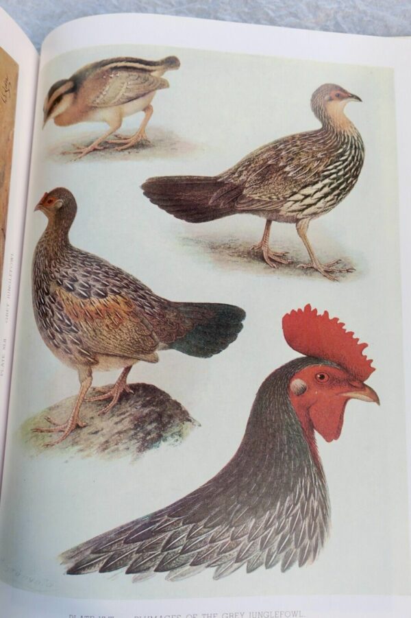 Bird Monograph of the Pheasants Beebe – Image 18