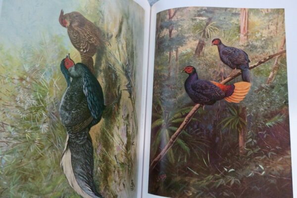 Bird Monograph of the Pheasants Beebe – Image 20