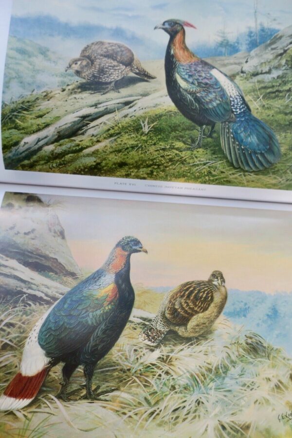 Bird Monograph of the Pheasants Beebe – Image 24