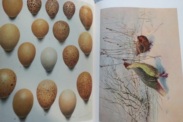 Bird Monograph of the Pheasants Beebe – Image 25