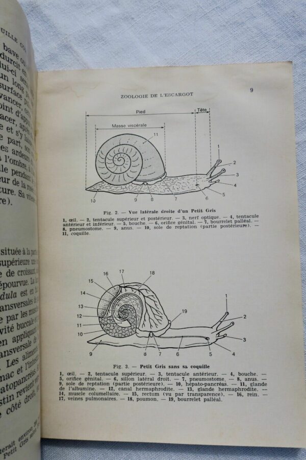 Escargot et la grenouille comestibles – Image 7