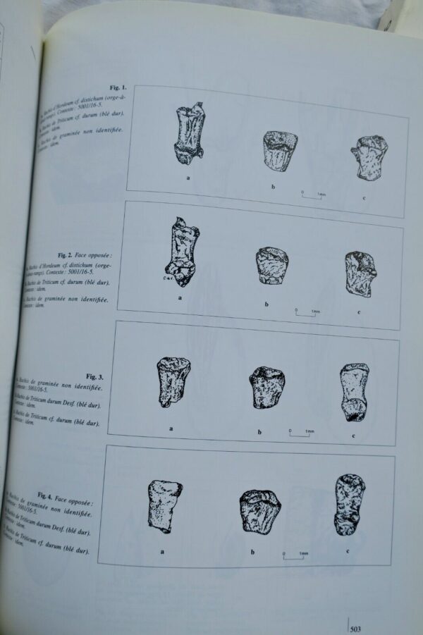 Adaïma Institut français d'archéologie orientale du Caire – Image 4