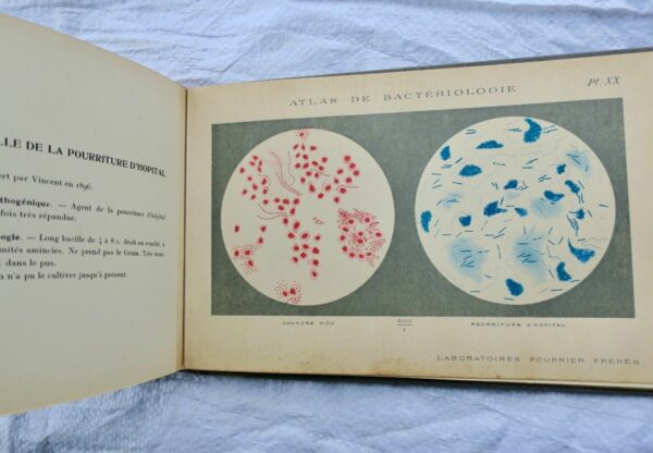 Atlas de bactériologie. Laboratoire Fournier – Image 5