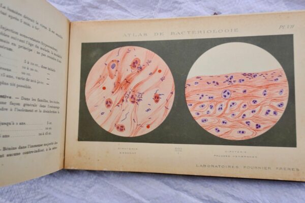 Atlas de bactériologie. Laboratoire Fournier – Image 9