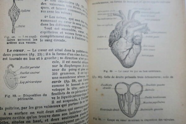 Caustier HISTOIRE NATURELLE 1906 – Image 7