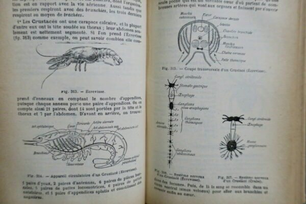 Caustier HISTOIRE NATURELLE 1906