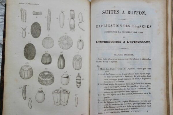 Entomologie LACORDAIRE Introduction à l'entomologie 1834 – Image 9