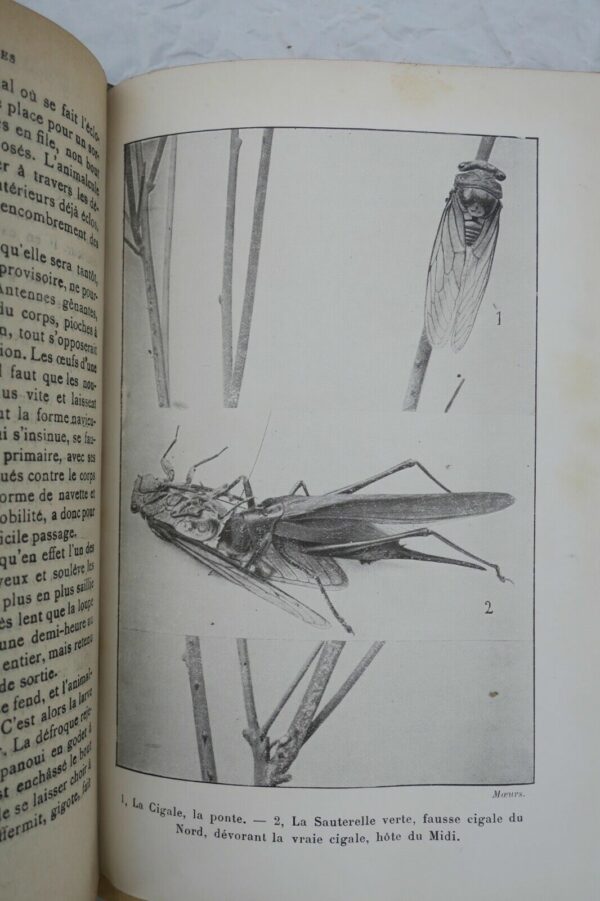 FABRE MOEURS DES INSECTES - MORCEAUX CHOISIS 1924 – Image 5