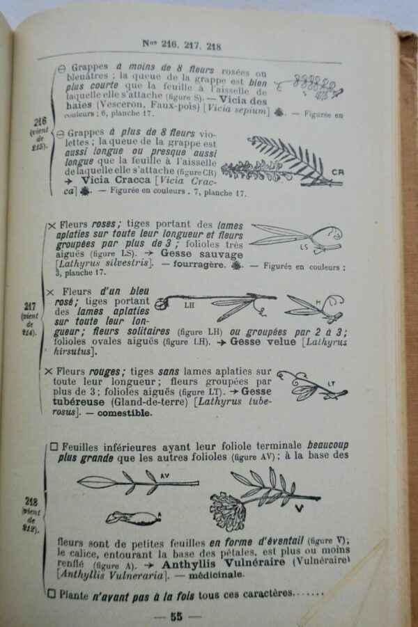 Jardin LA METHODE SIMPLE POUR TROUVER LES NOMS DES FLEURS – Image 4