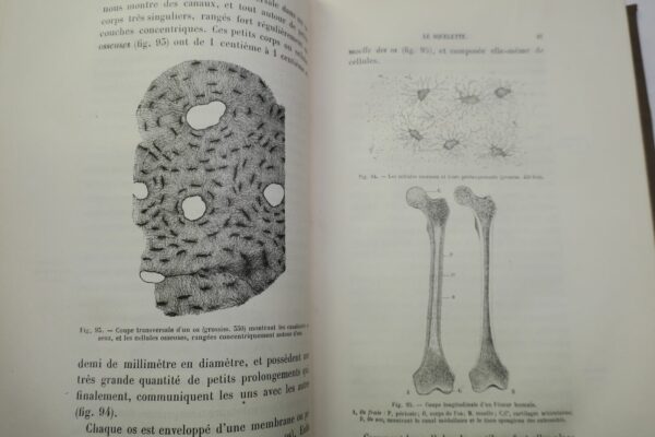 LEÇONS DE ZOOLOGIE  Enseignement secondaire des jeunes filles. 1881 – Image 6