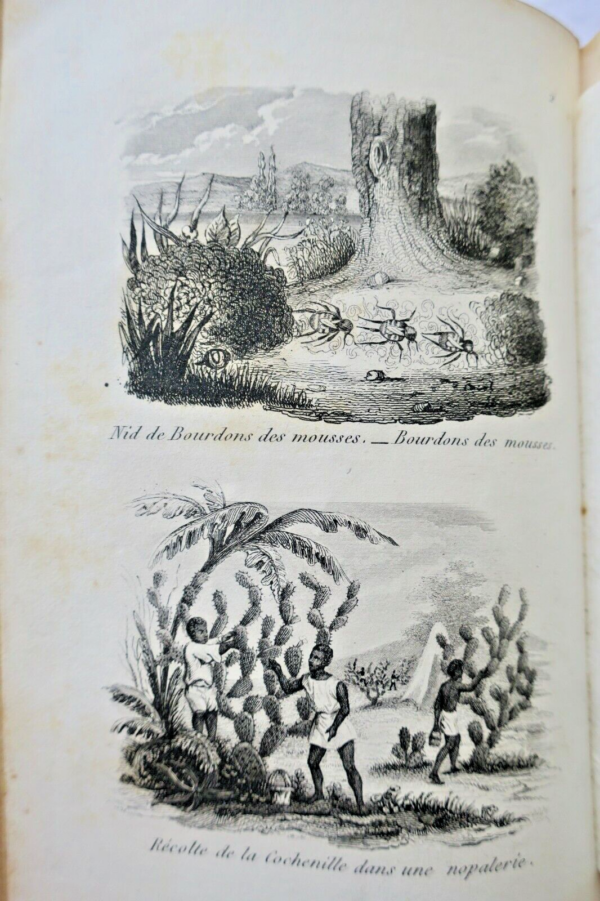 ULLIAC TREMADEURE Les jeunes naturalistes, ou entretiens sur l'histoire 1841 – Image 6