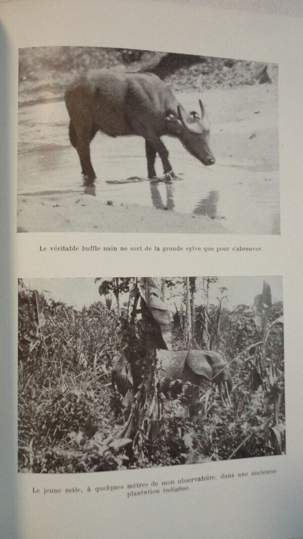 la vie des animaux sauvages au cameroun  Dr Gromier 1937 – Image 6