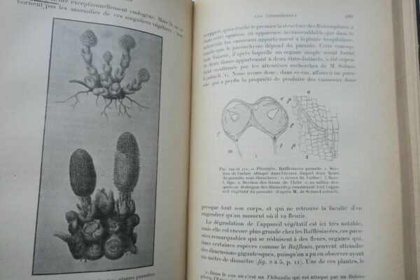 nature tropicale 1899 – Image 3