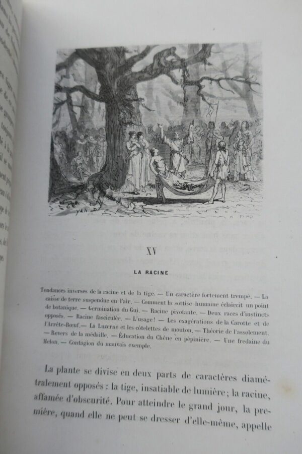 plante  Histoire de la buche - Récits sur la vie des plantes 1867 – Image 4