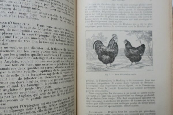 poule BASSE-COUR PRODUCTIVE. LES POULES ELEVAGE LUCRATIF. – Image 11