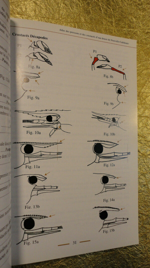 Atlas des poissons et des crustacés d’eau douce de Nouvelle-Calédonie – Image 6